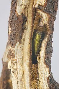 Melobasis propinqua verna, PL3856, non-emerged adult, in Pultenaea involucrata (PJL 3142) stem base, SL, 10.3 × 3.5 mm